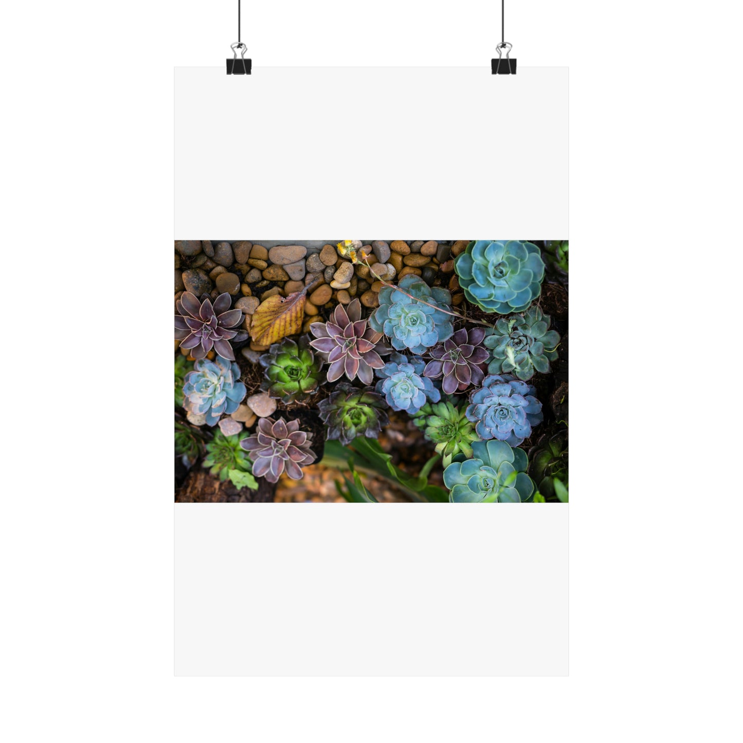 Love Joy Bestseller Fresh Succulents Loves Matte Vertical Posters