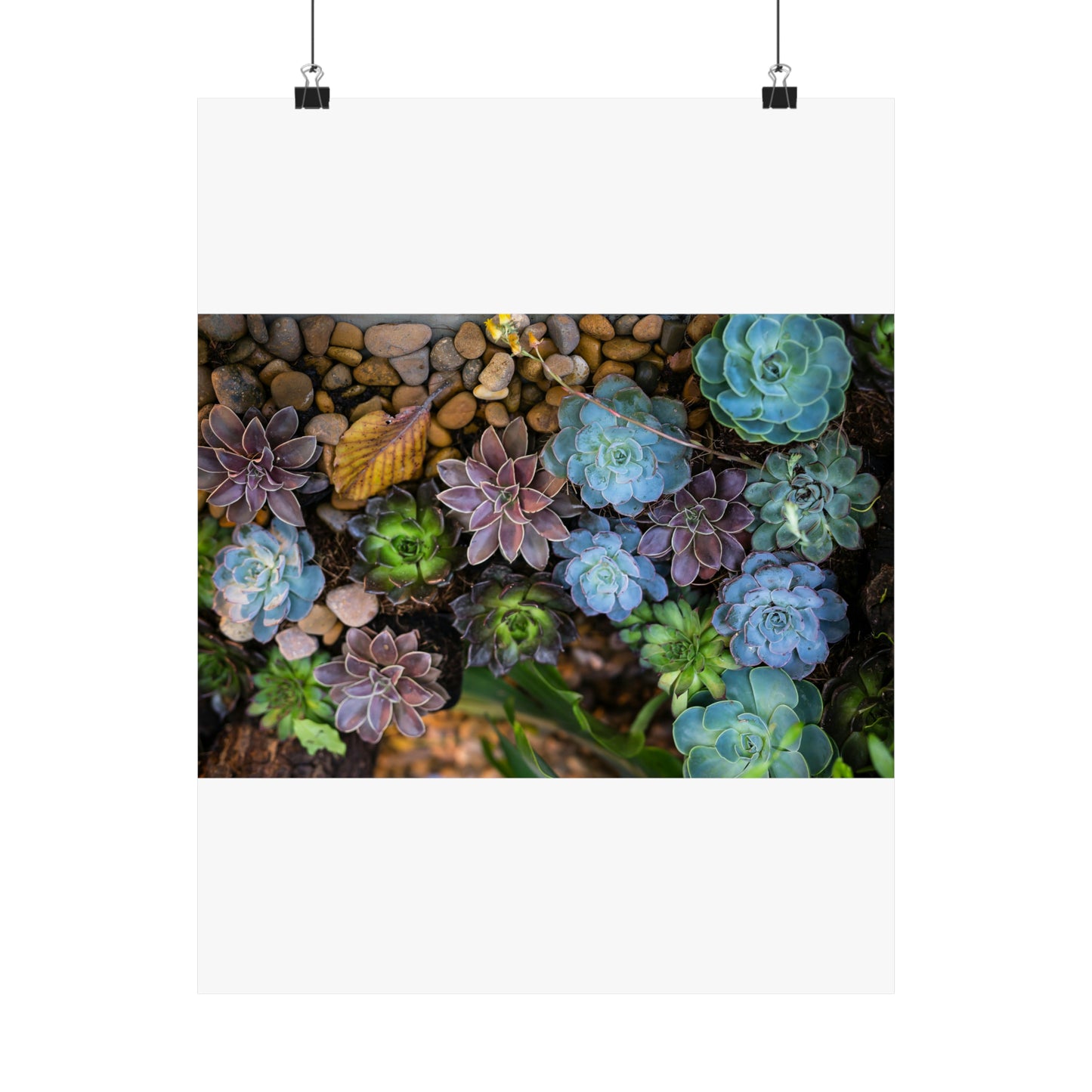 Love Joy Bestseller Fresh Succulents Loves Matte Vertical Posters