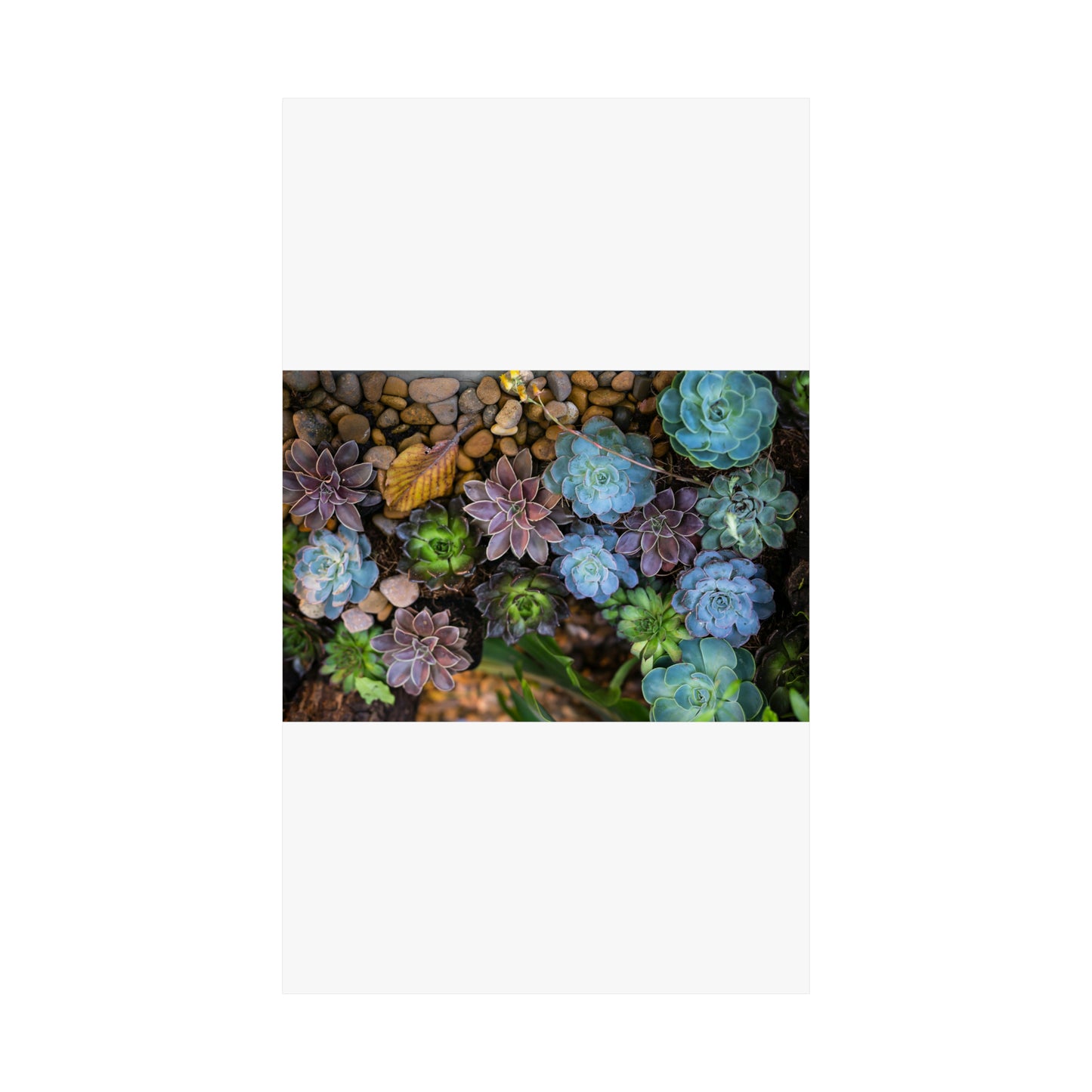 Love Joy Bestseller Fresh Succulents Loves Matte Vertical Posters