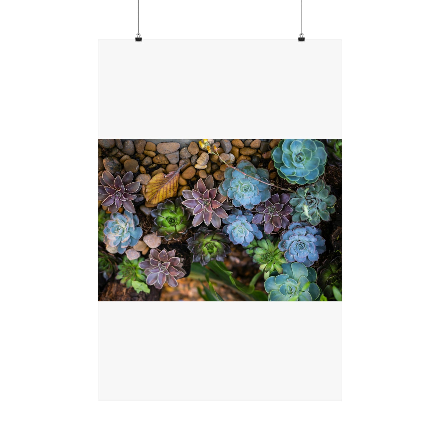 Love Joy Bestseller Fresh Succulents Loves Matte Vertical Posters