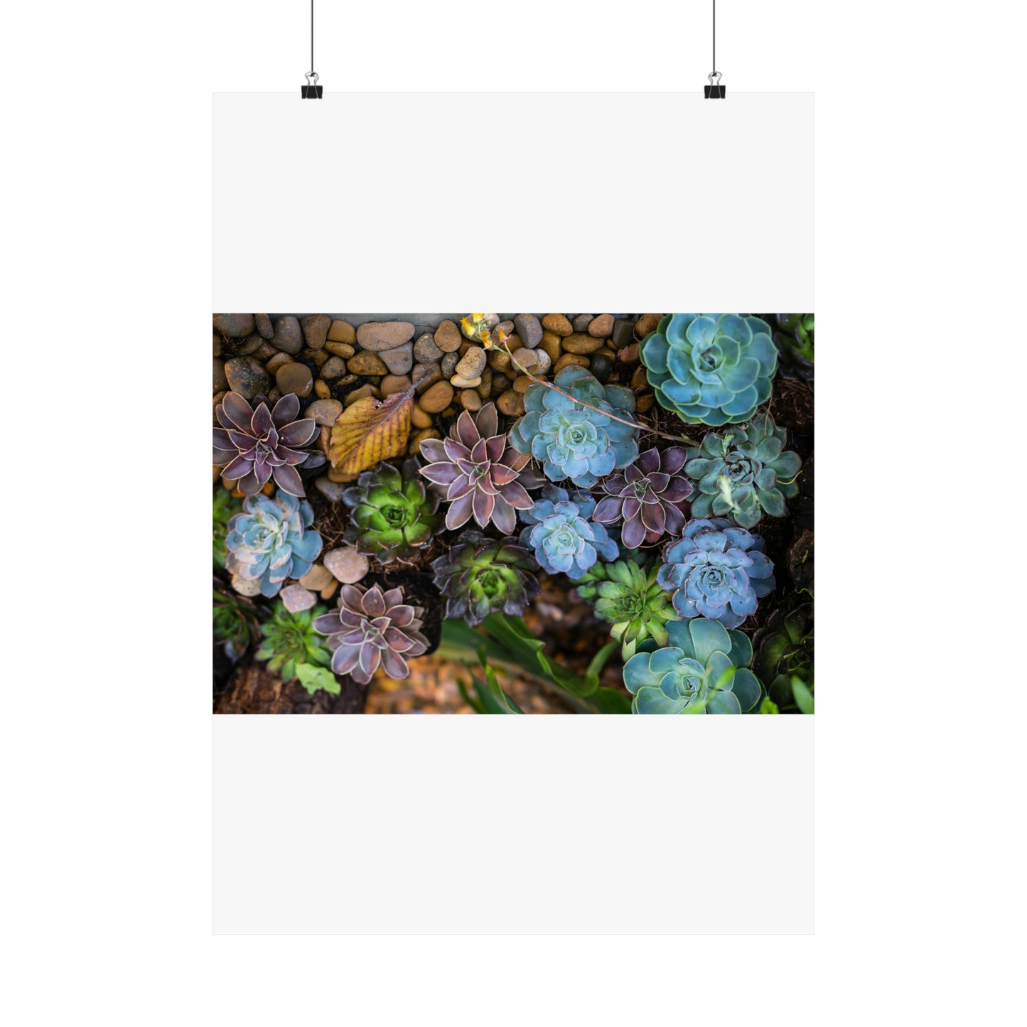 Love Joy Bestseller Fresh Succulents Loves Matte Vertical Posters