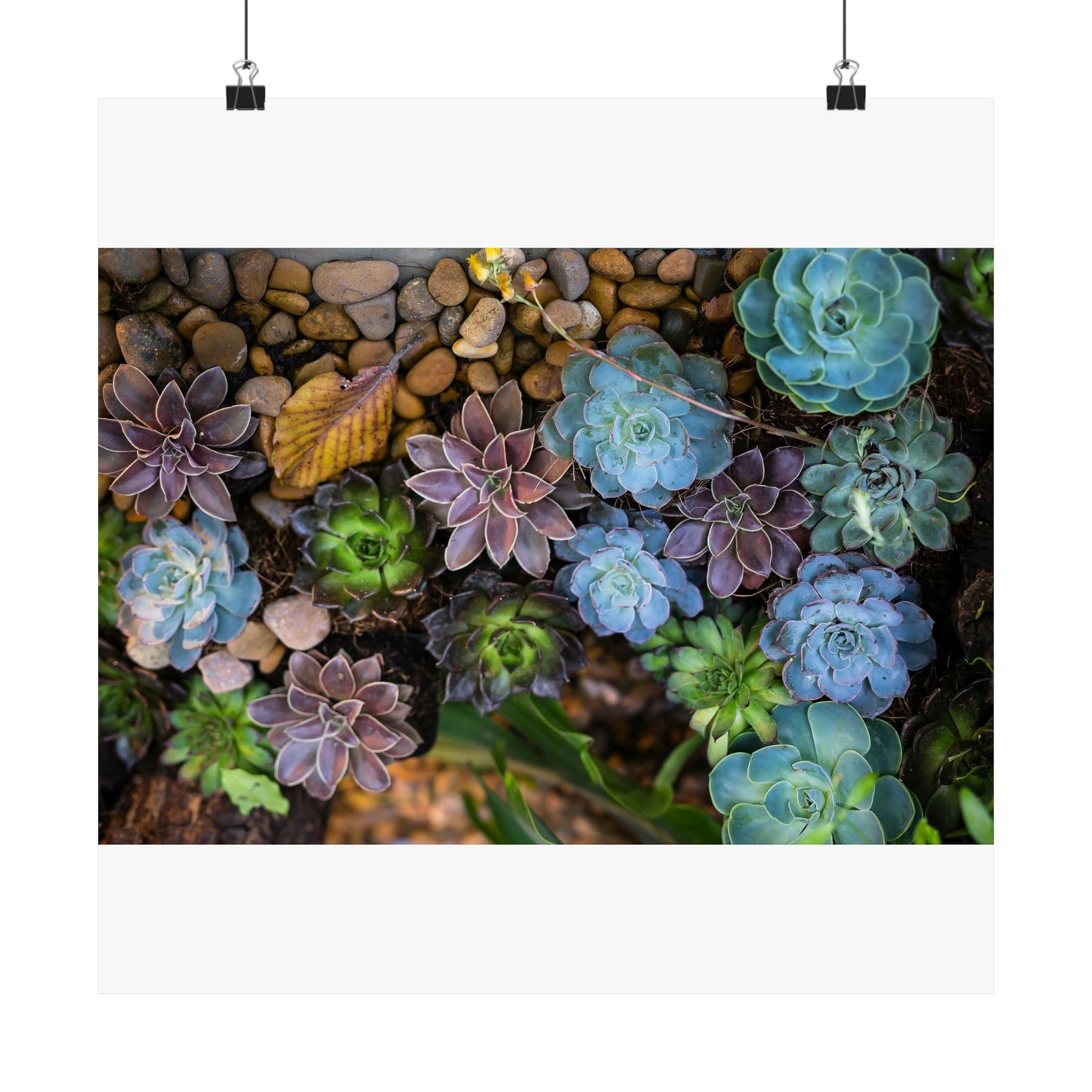 Love Joy Bestseller Fresh Succulents Loves Matte Vertical Posters