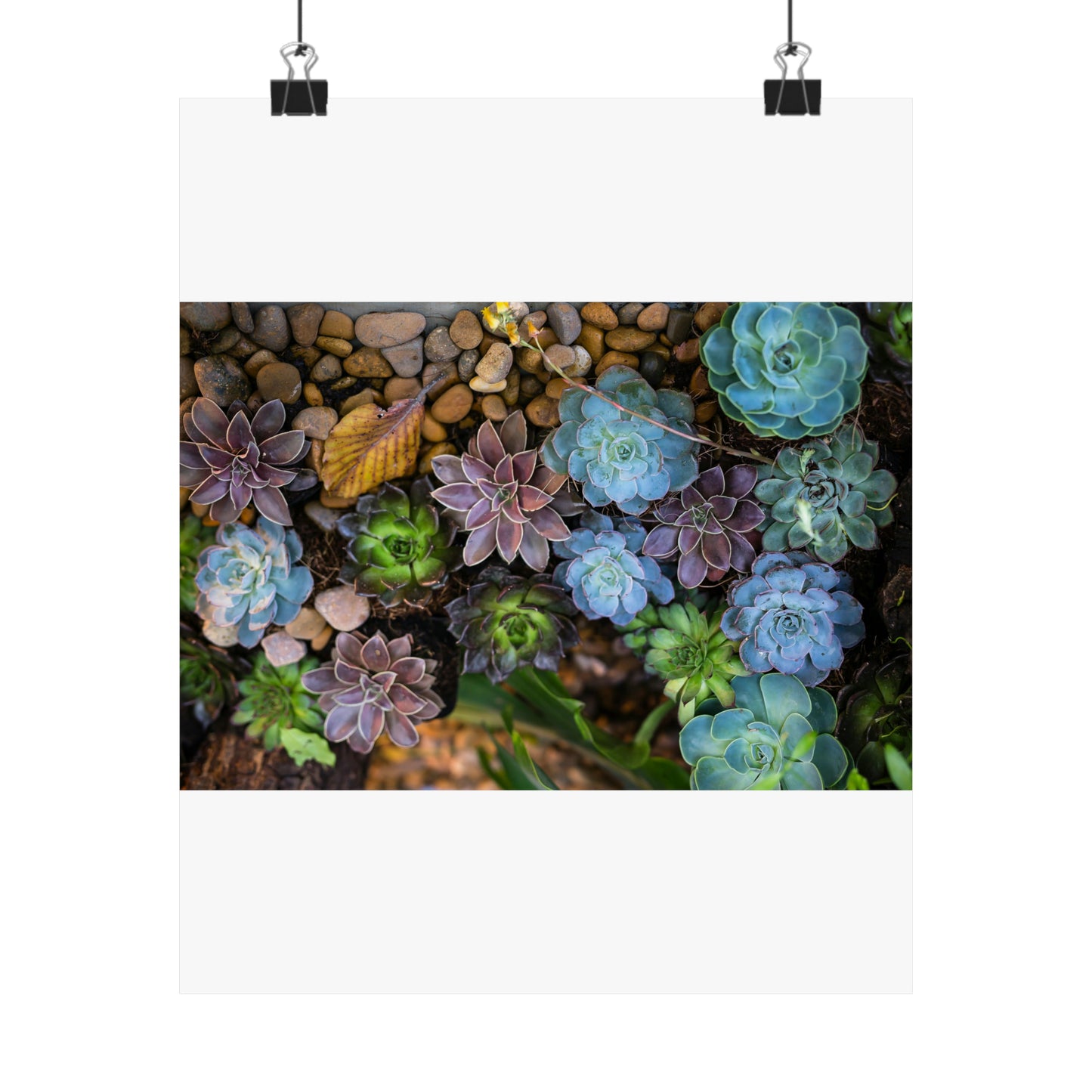 Love Joy Bestseller Fresh Succulents Loves Matte Vertical Posters