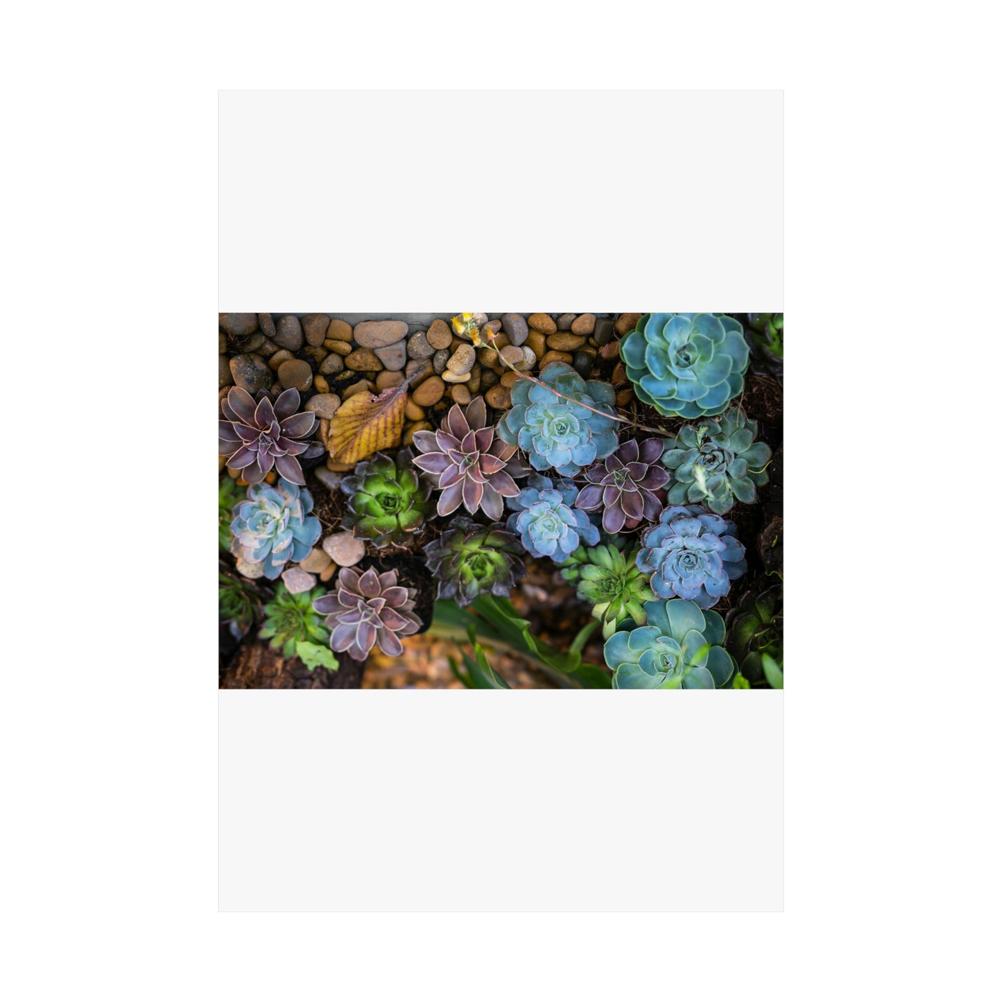 Love Joy Bestseller Fresh Succulents Loves Matte Vertical Posters