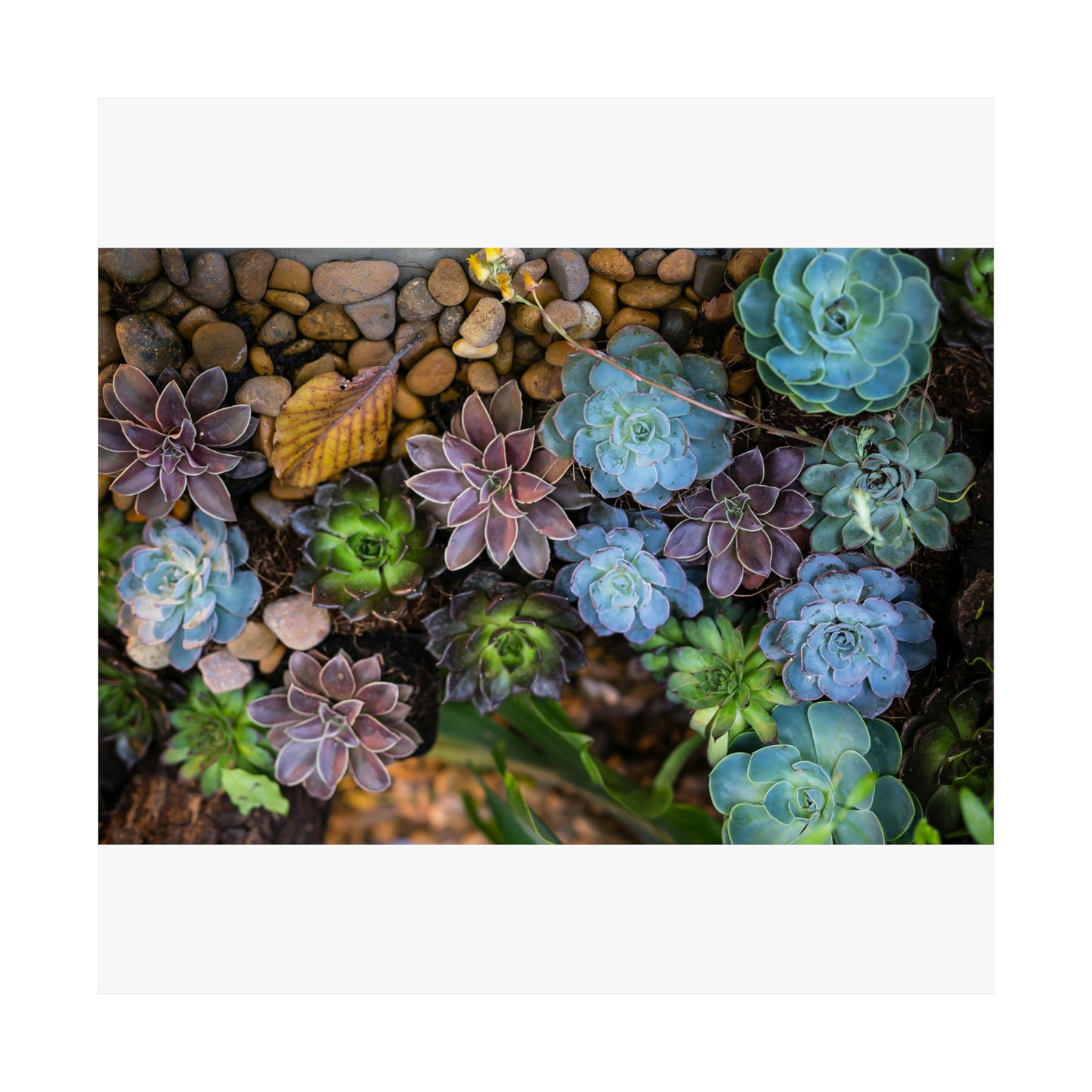 Love Joy Bestseller Fresh Succulents Loves Matte Vertical Posters