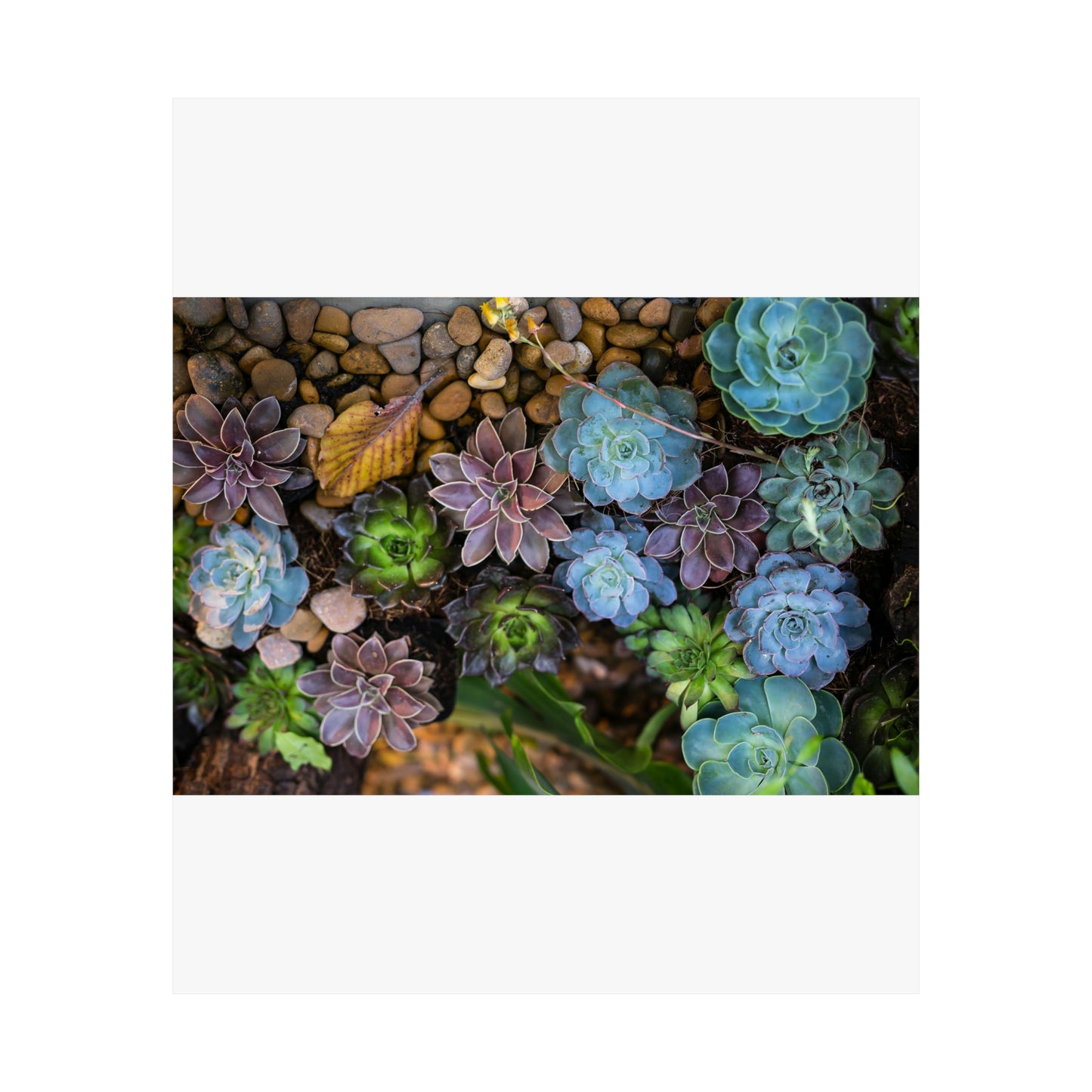 Love Joy Bestseller Fresh Succulents Loves Matte Vertical Posters