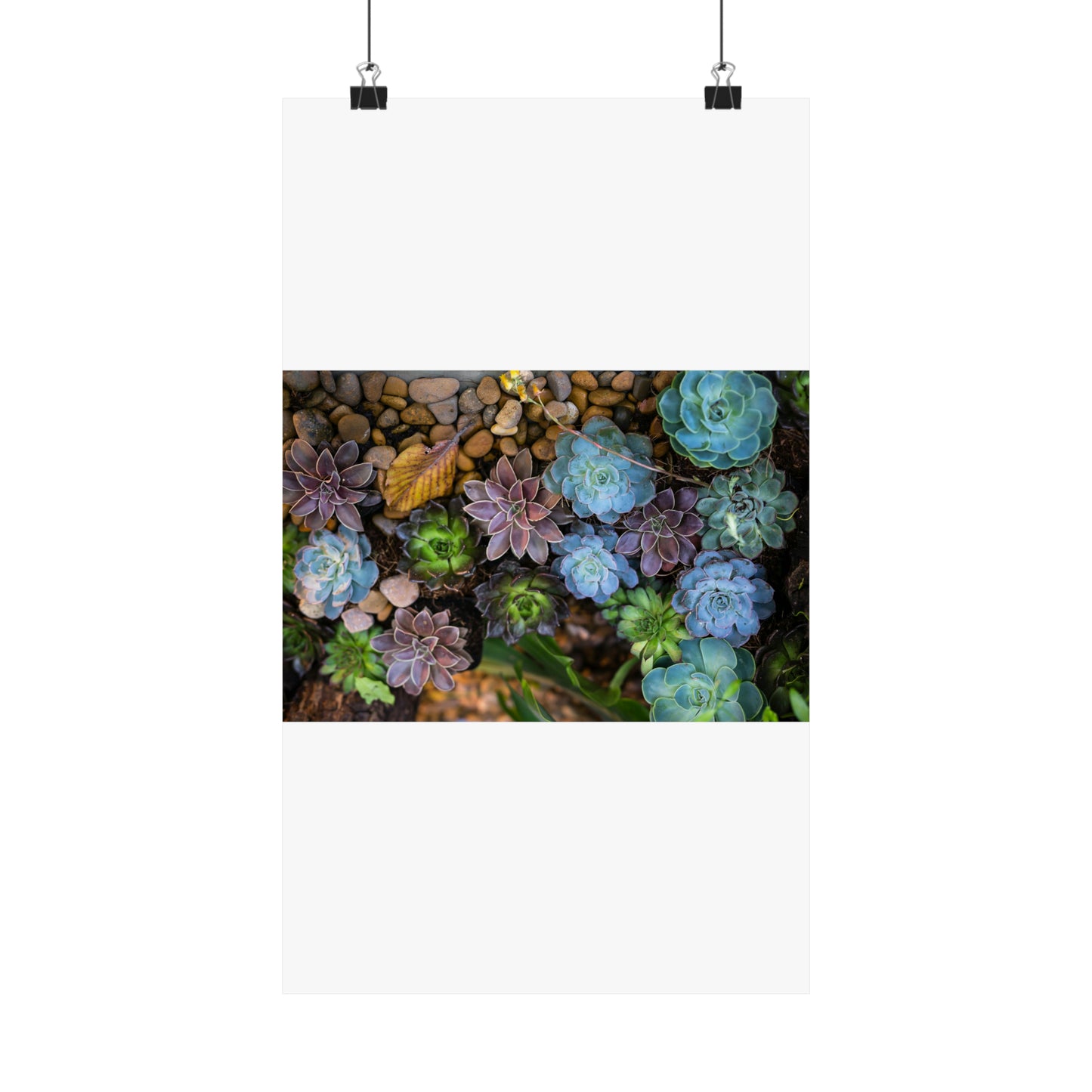 Love Joy Bestseller Fresh Succulents Loves Matte Vertical Posters