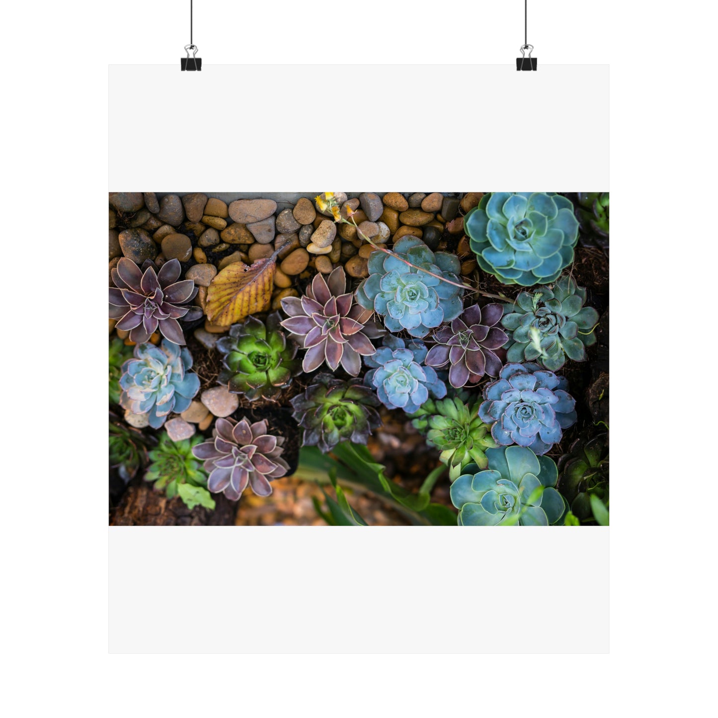 Love Joy Bestseller Fresh Succulents Loves Matte Vertical Posters