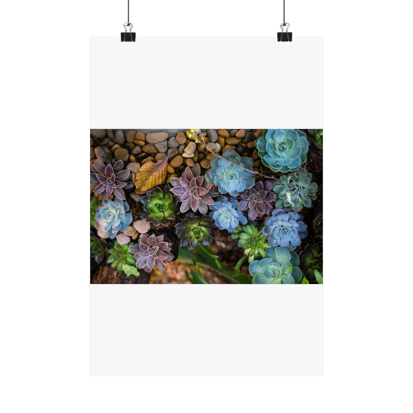 Love Joy Bestseller Fresh Succulents Loves Matte Vertical Posters