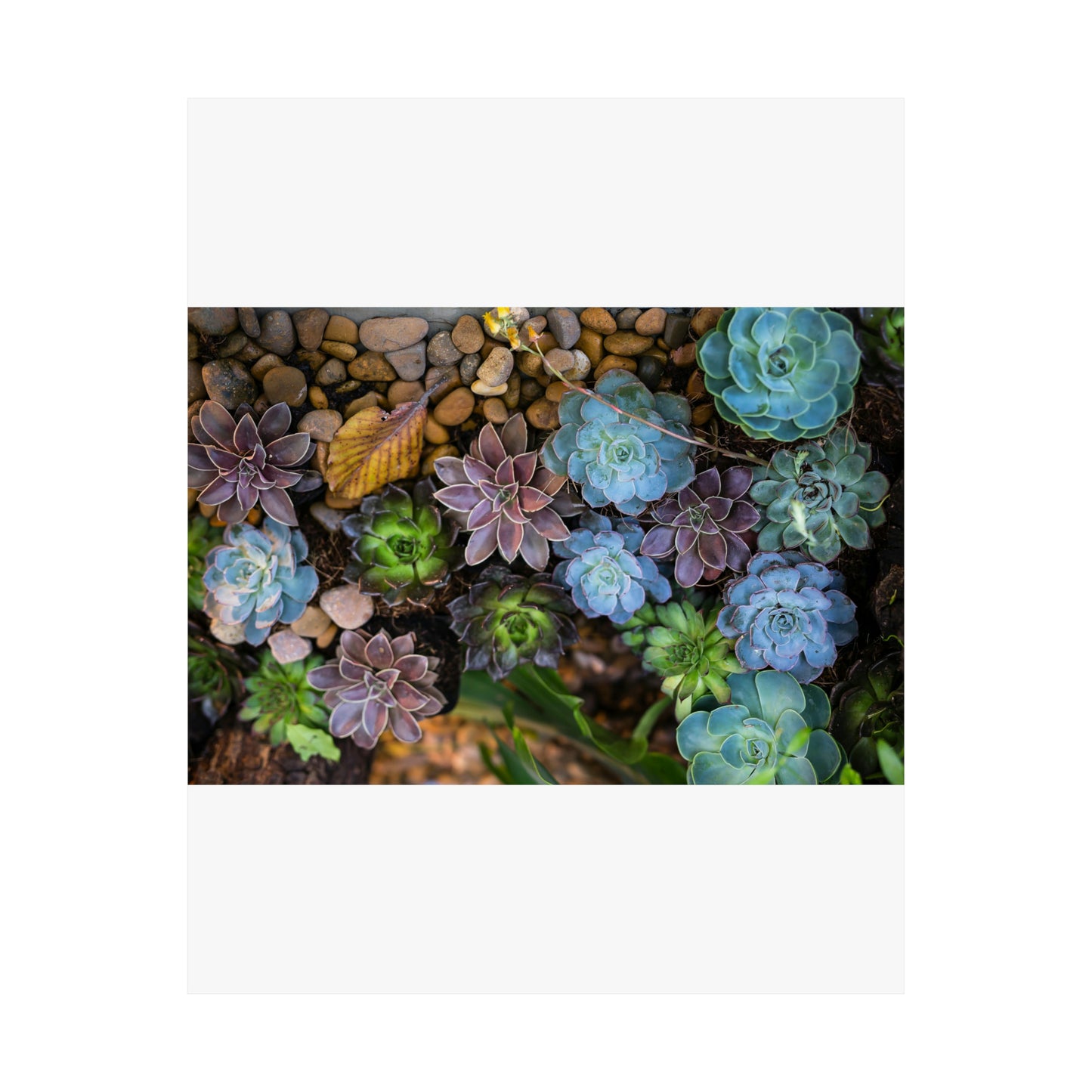 Love Joy Bestseller Fresh Succulents Loves Matte Vertical Posters