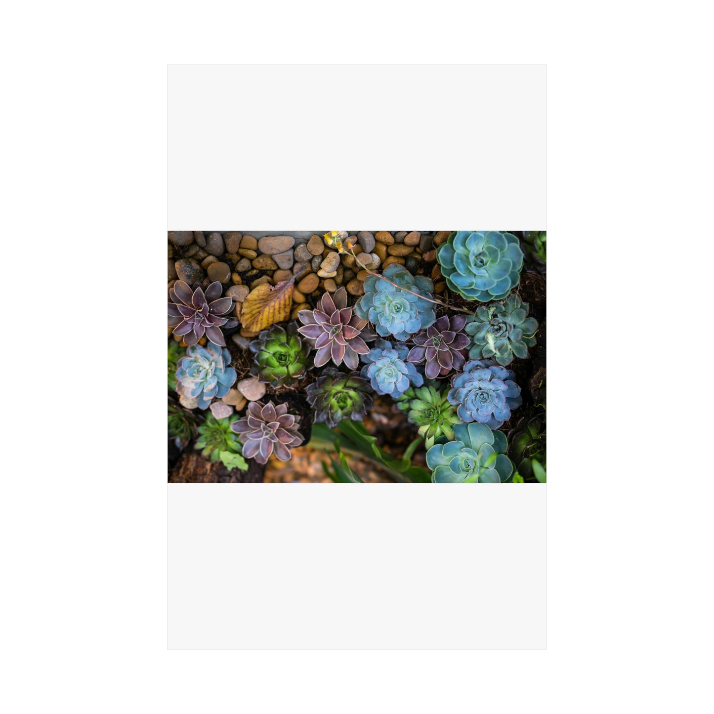 Love Joy Bestseller Fresh Succulents Loves Matte Vertical Posters