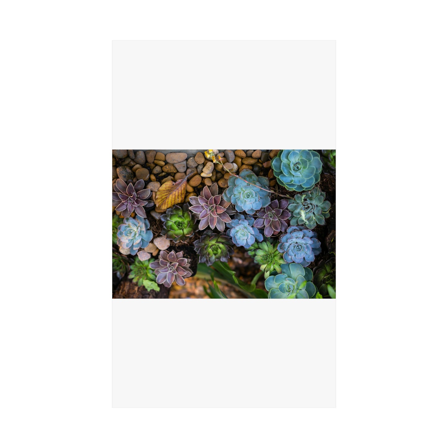 Love Joy Bestseller Fresh Succulents Loves Matte Vertical Posters