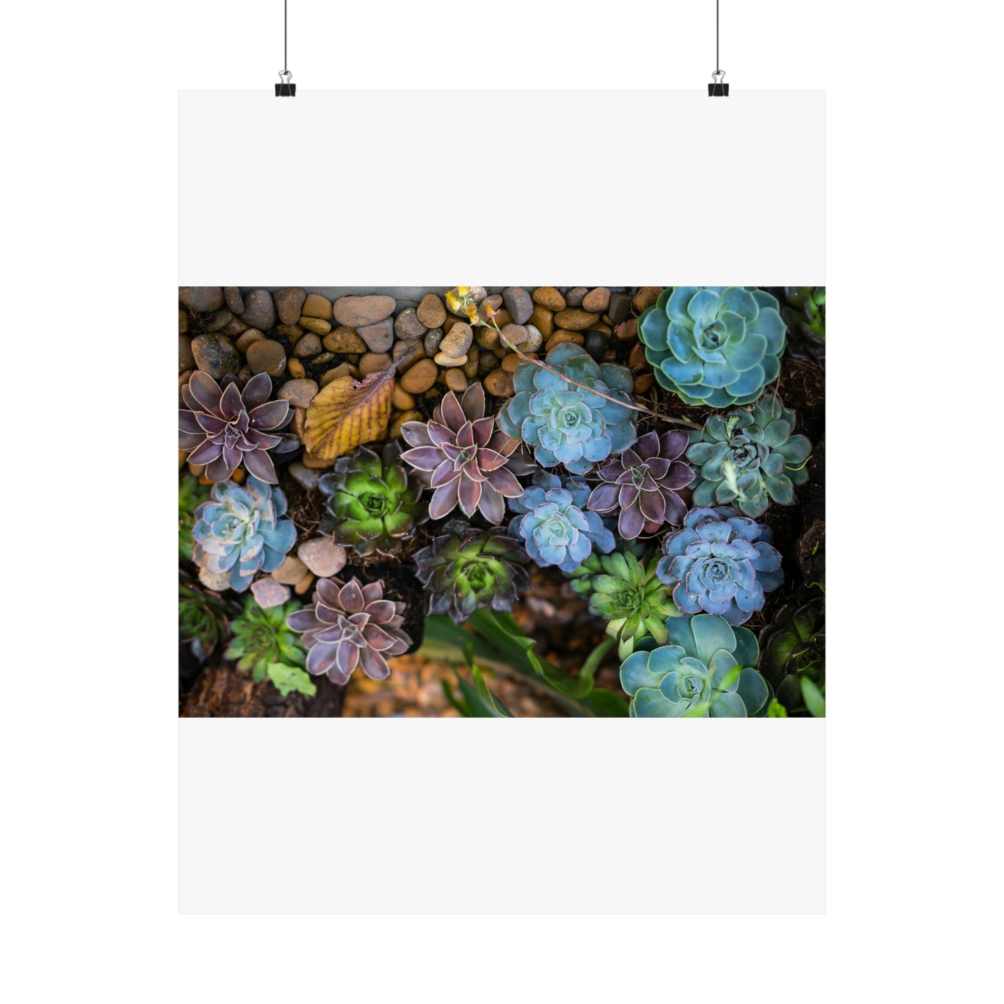 Love Joy Bestseller Fresh Succulents Loves Matte Vertical Posters