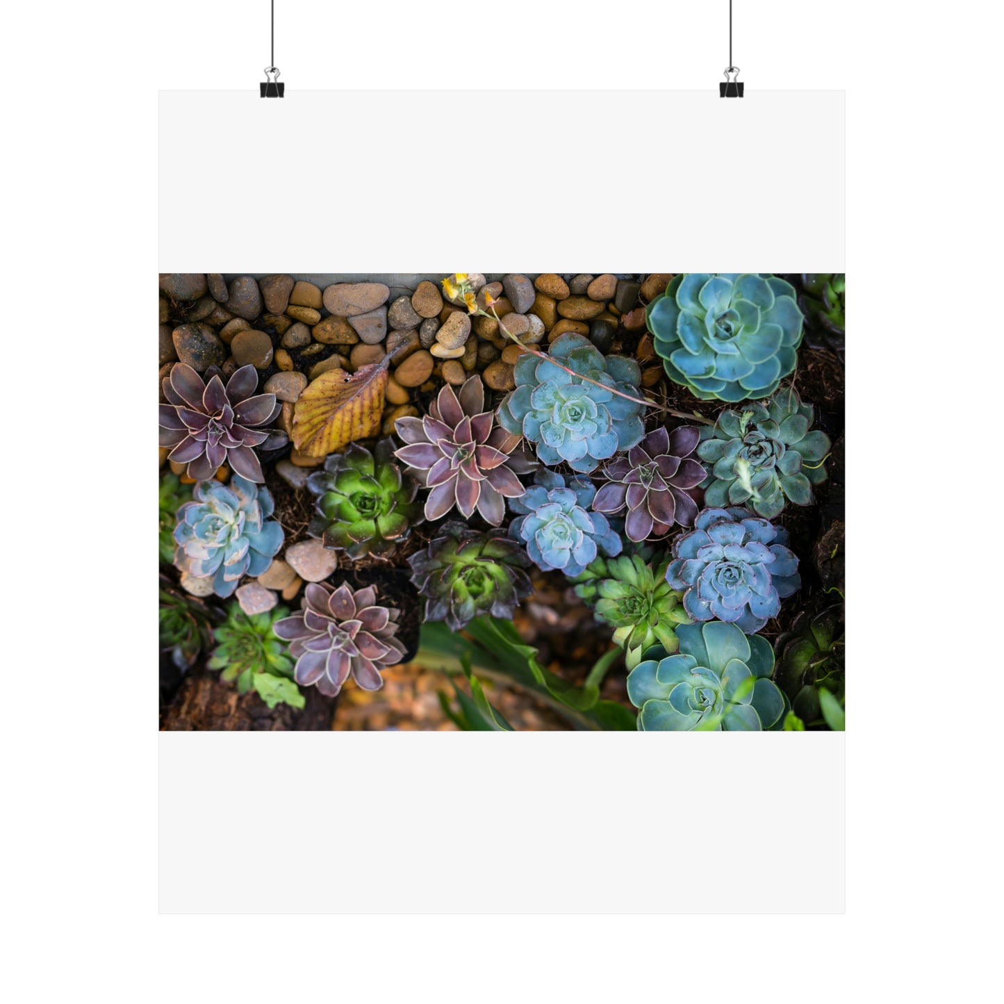 Love Joy Bestseller Fresh Succulents Loves Matte Vertical Posters