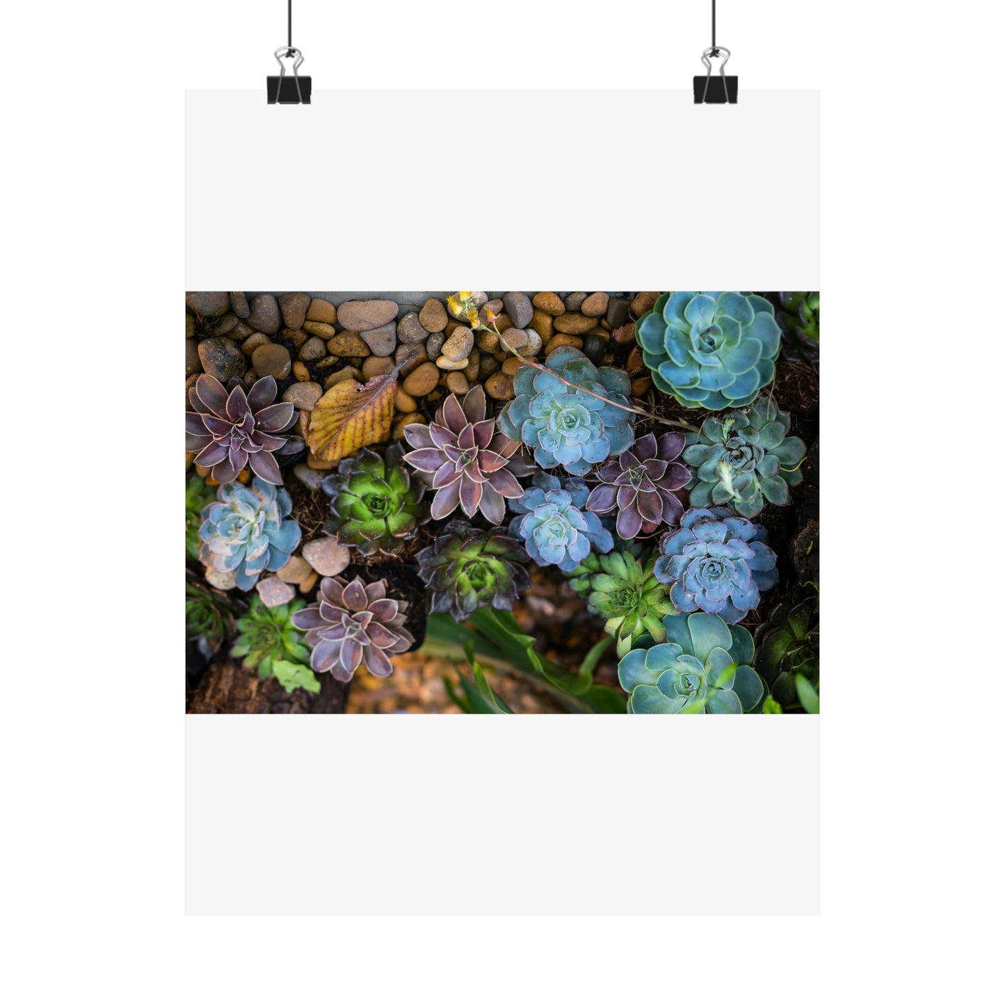 Love Joy Bestseller Fresh Succulents Loves Matte Vertical Posters