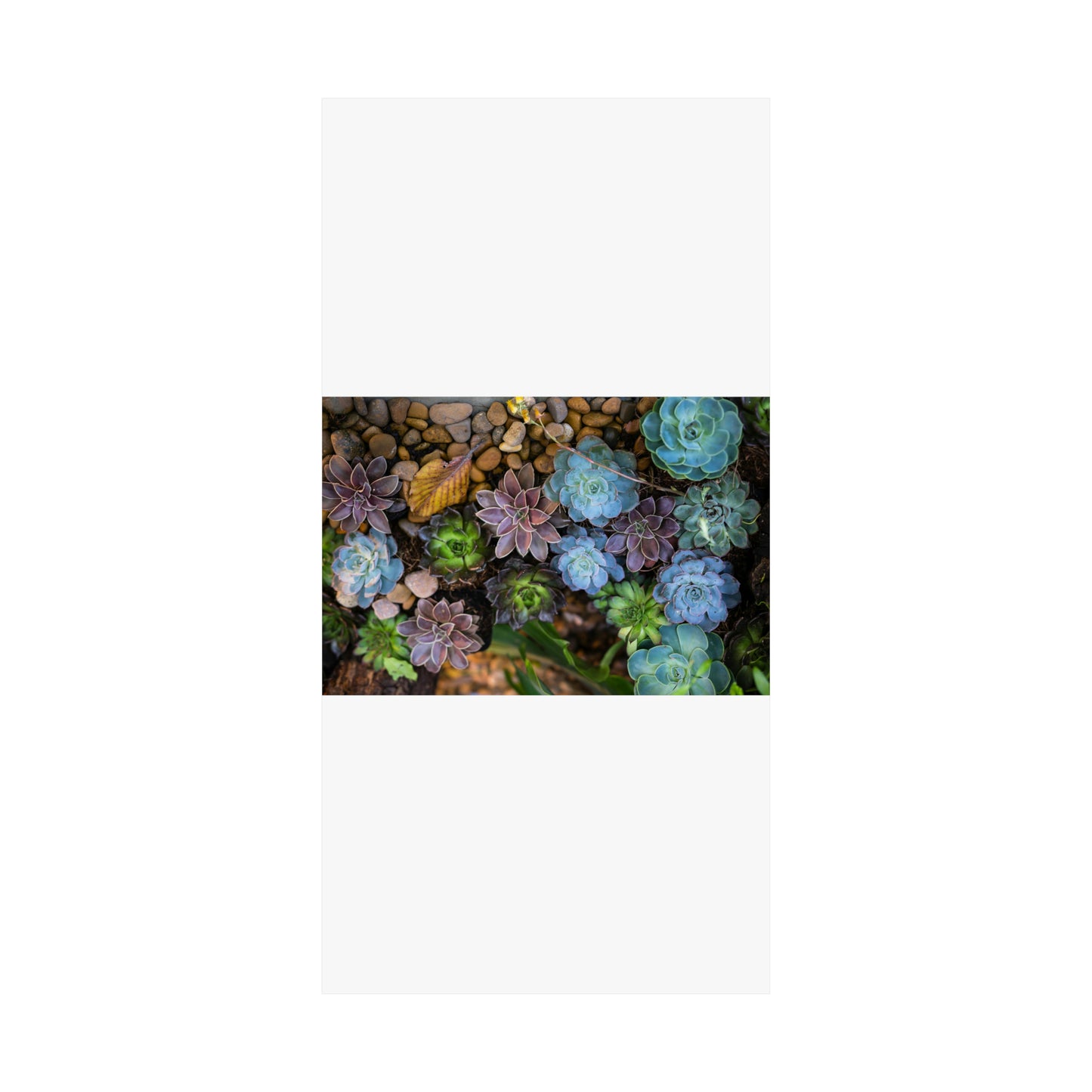 Love Joy Bestseller Fresh Succulents Loves Matte Vertical Posters