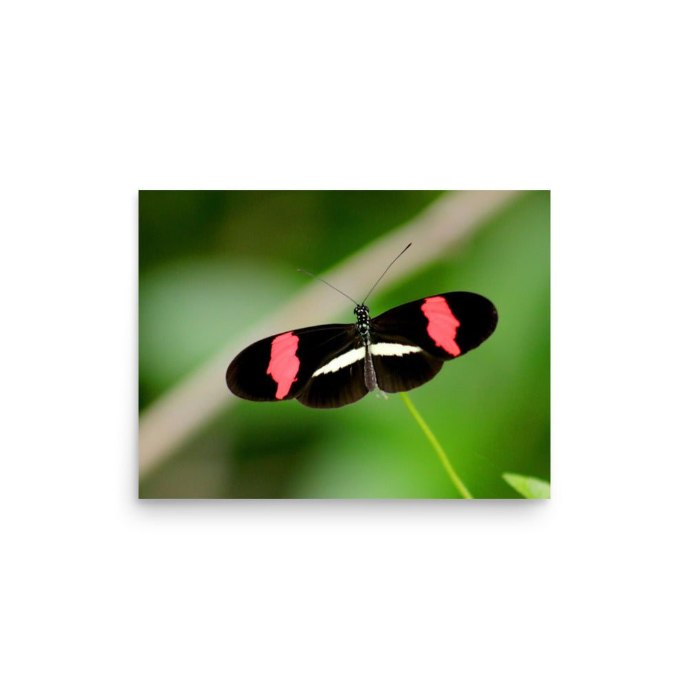 Love Joy Artistic Expression Photo Paper Poster