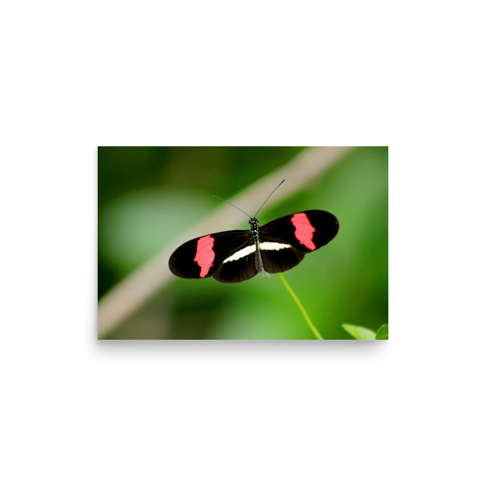 Love Joy Artistic Expression Photo Paper Poster