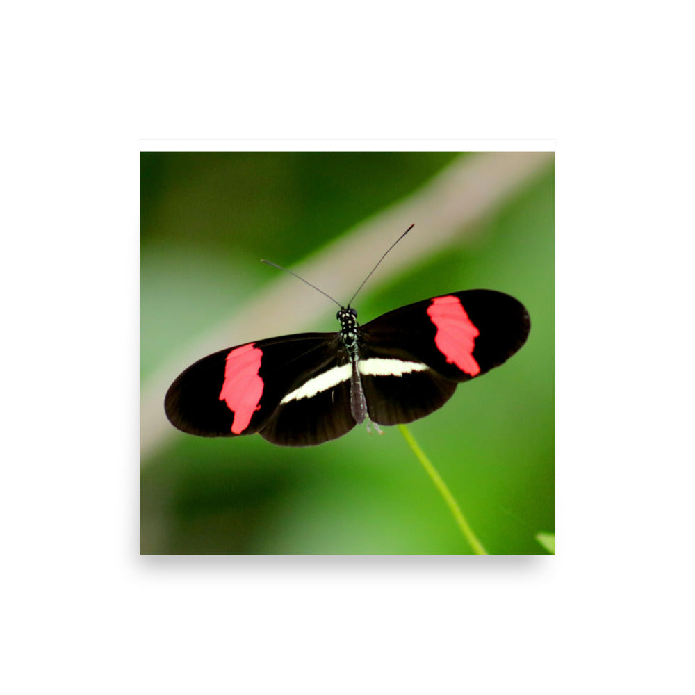 Love Joy Artistic Expression Photo Paper Poster