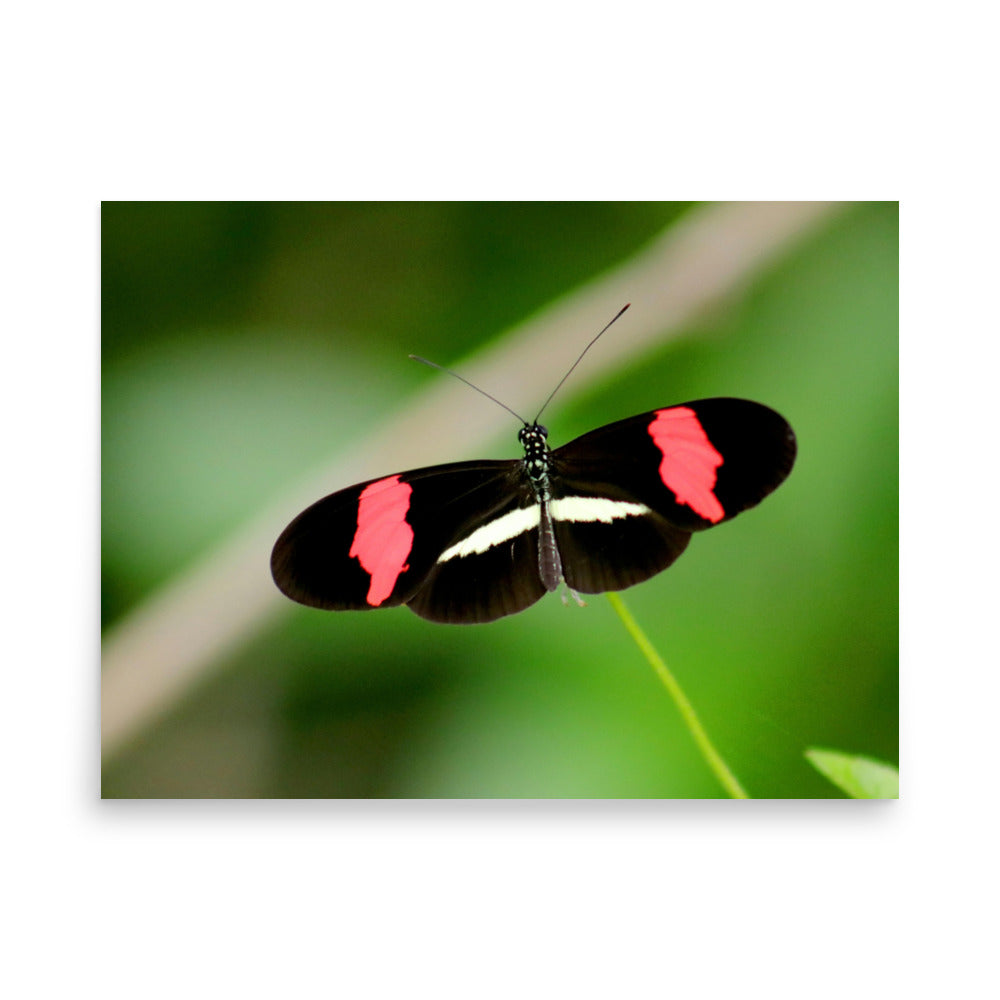 Love Joy Artistic Expression Photo Paper Poster