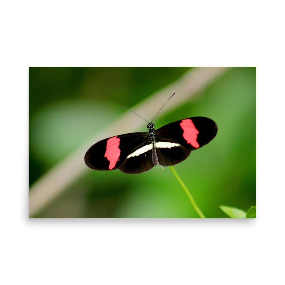 Love Joy Artistic Expression Photo Paper Poster